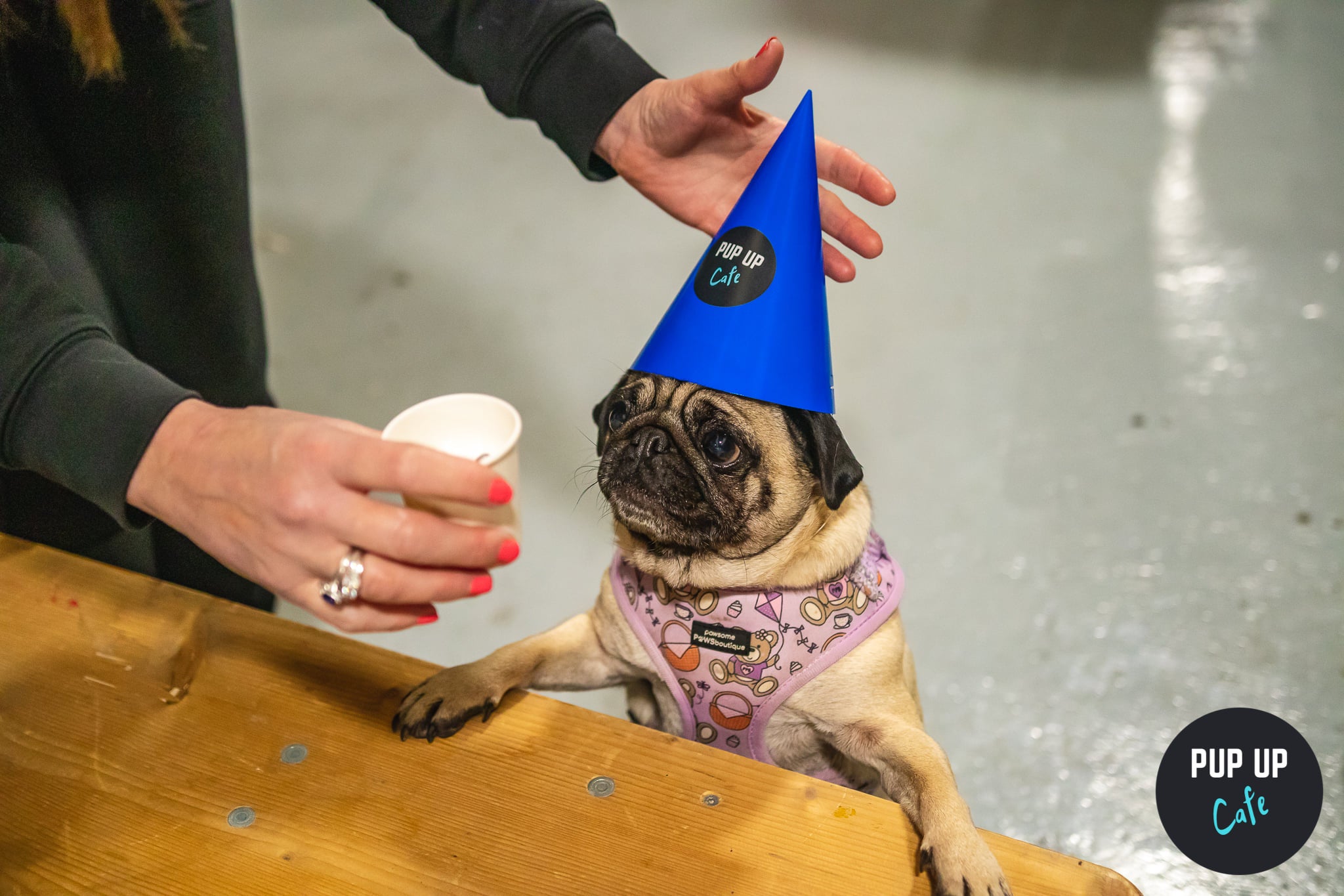 A pug wearing a Pup Up Cafe hat enjoys a treat