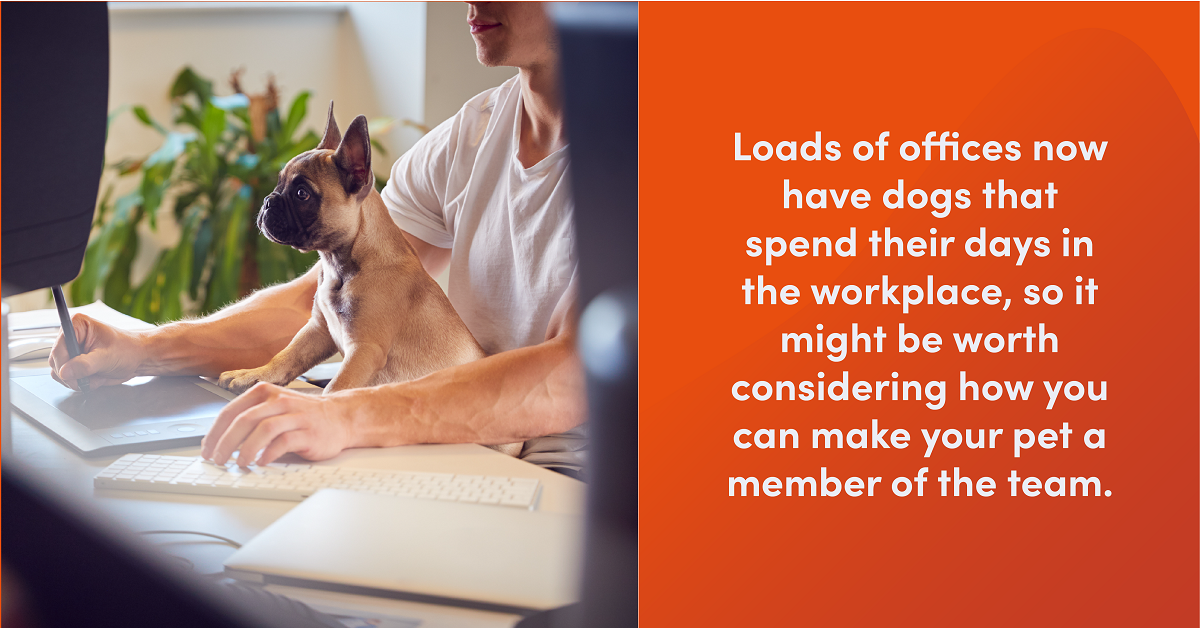 Owner works on laptop while dog sits on lap. Text reads: "Loads of offices now have dogs that spend their days in the workplace, so it might be worth considering how you can make your pet a member of the team."