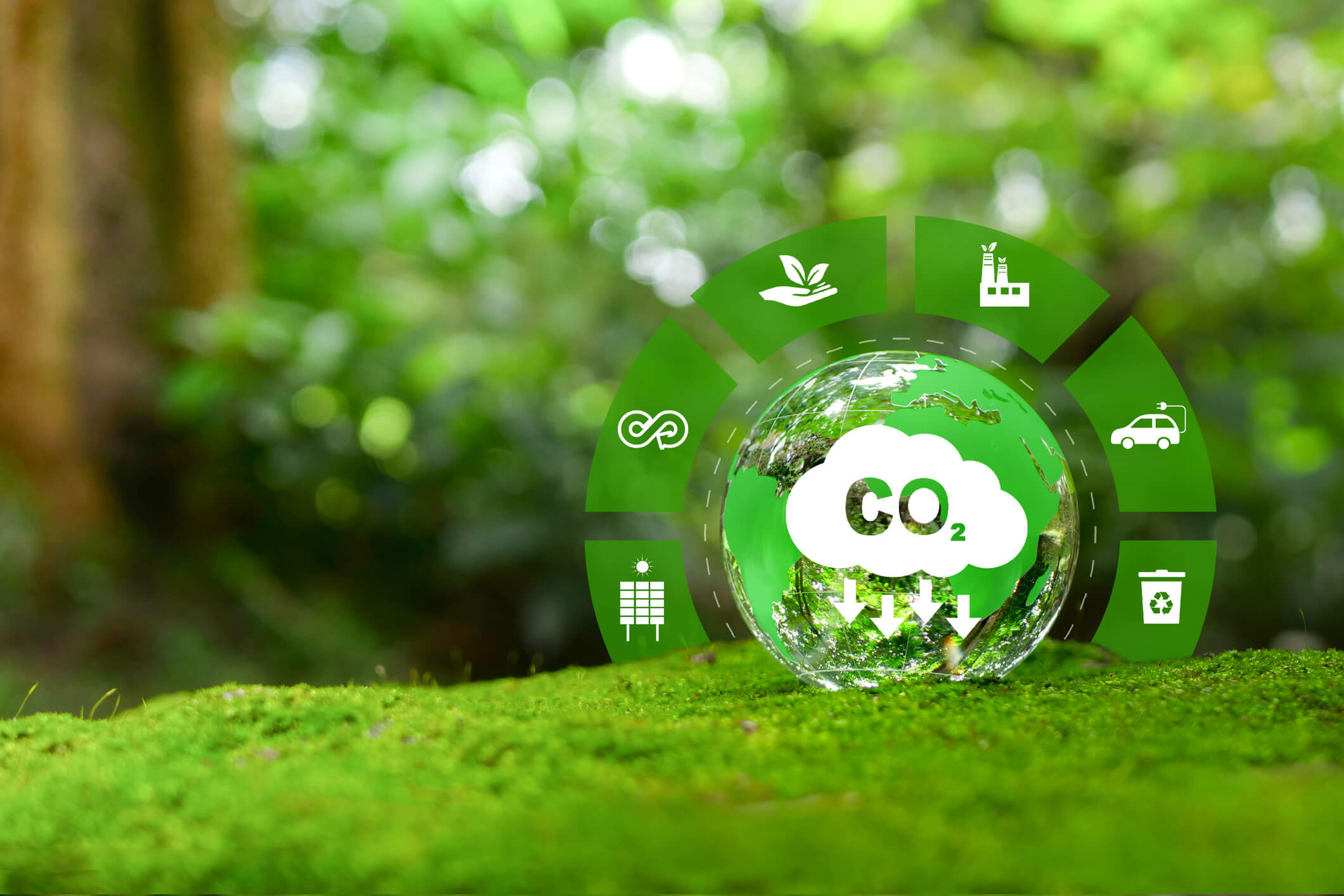 Greenery in forest with a green CO2 graphic showing a green world