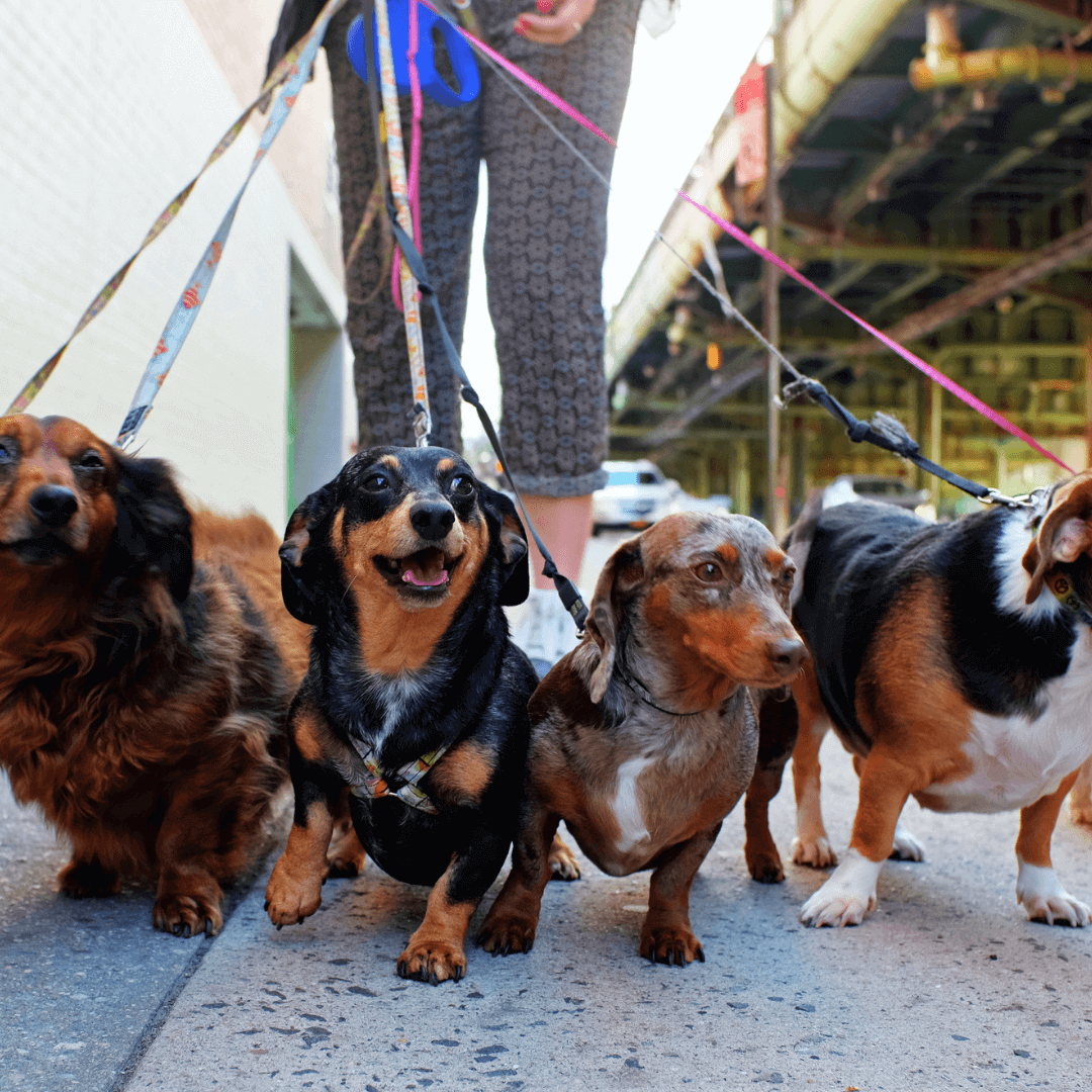 Plenty of treats for this pawfect SME