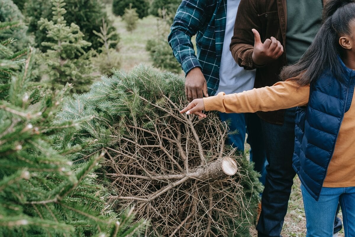 A child points to the Christmas tree she wants