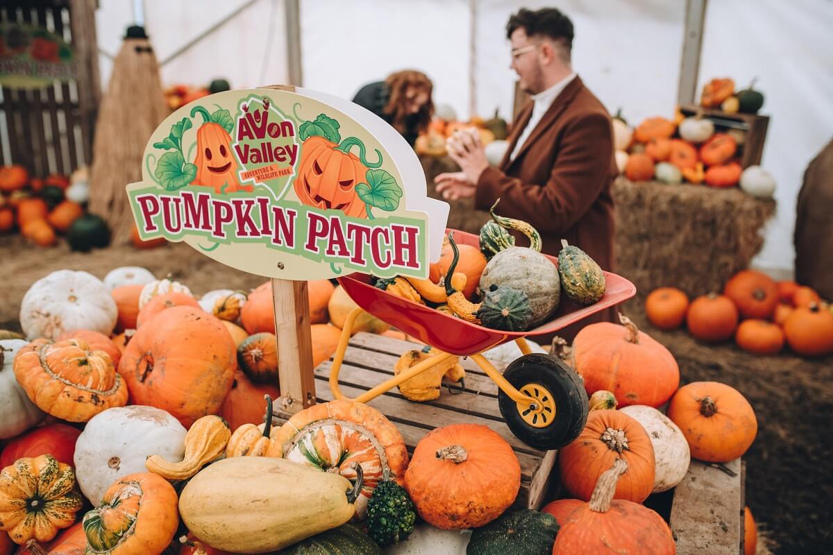 The array of pumpkins for sale at Avon Valley