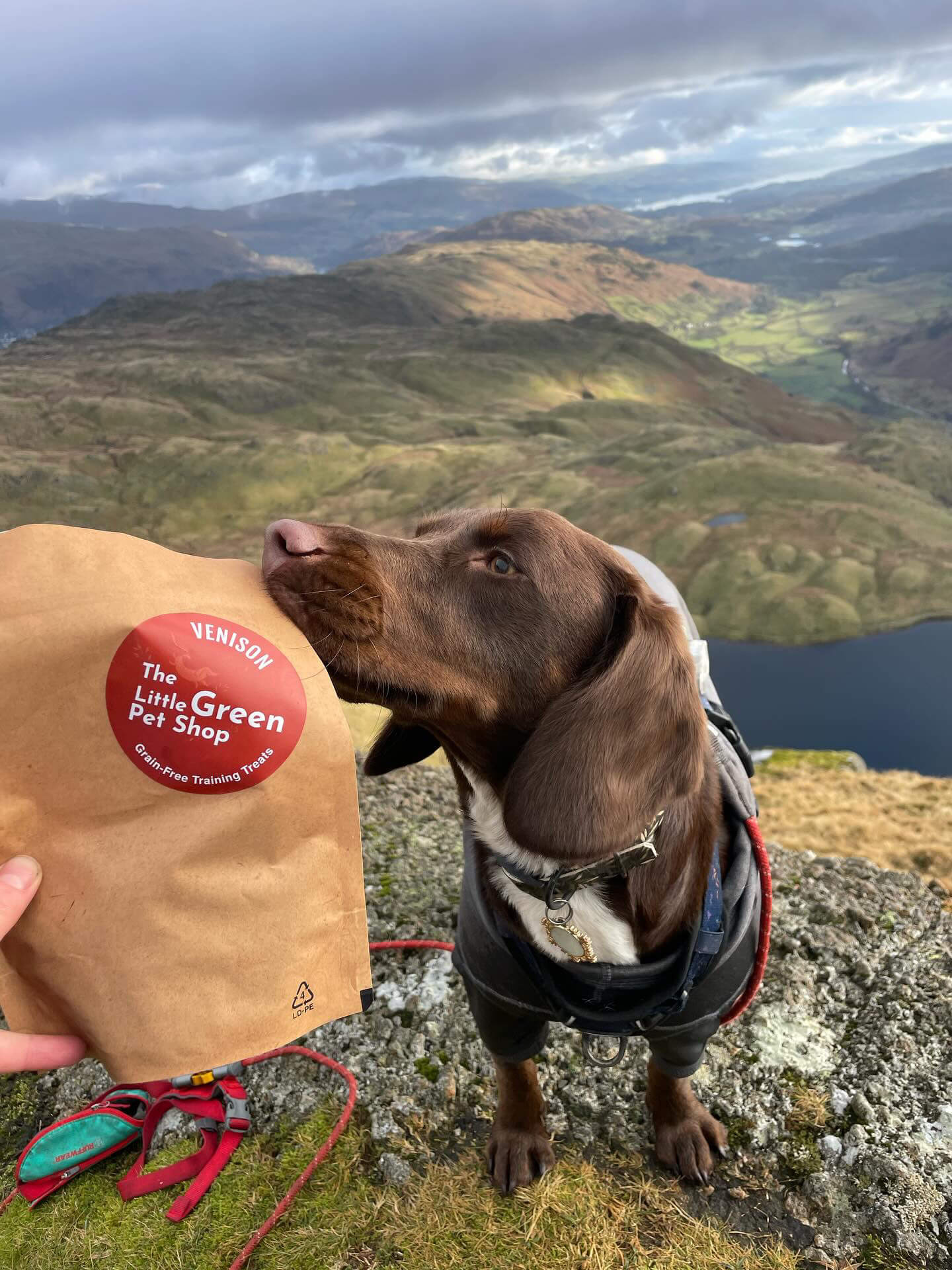A dog enjoys a plastic free packet of treats from The Little Green Pet Shop with a background of mountains. 