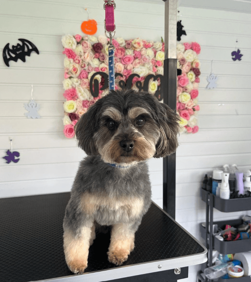 A grey and white dog looks smart after being groomed at the Pooch Lounge