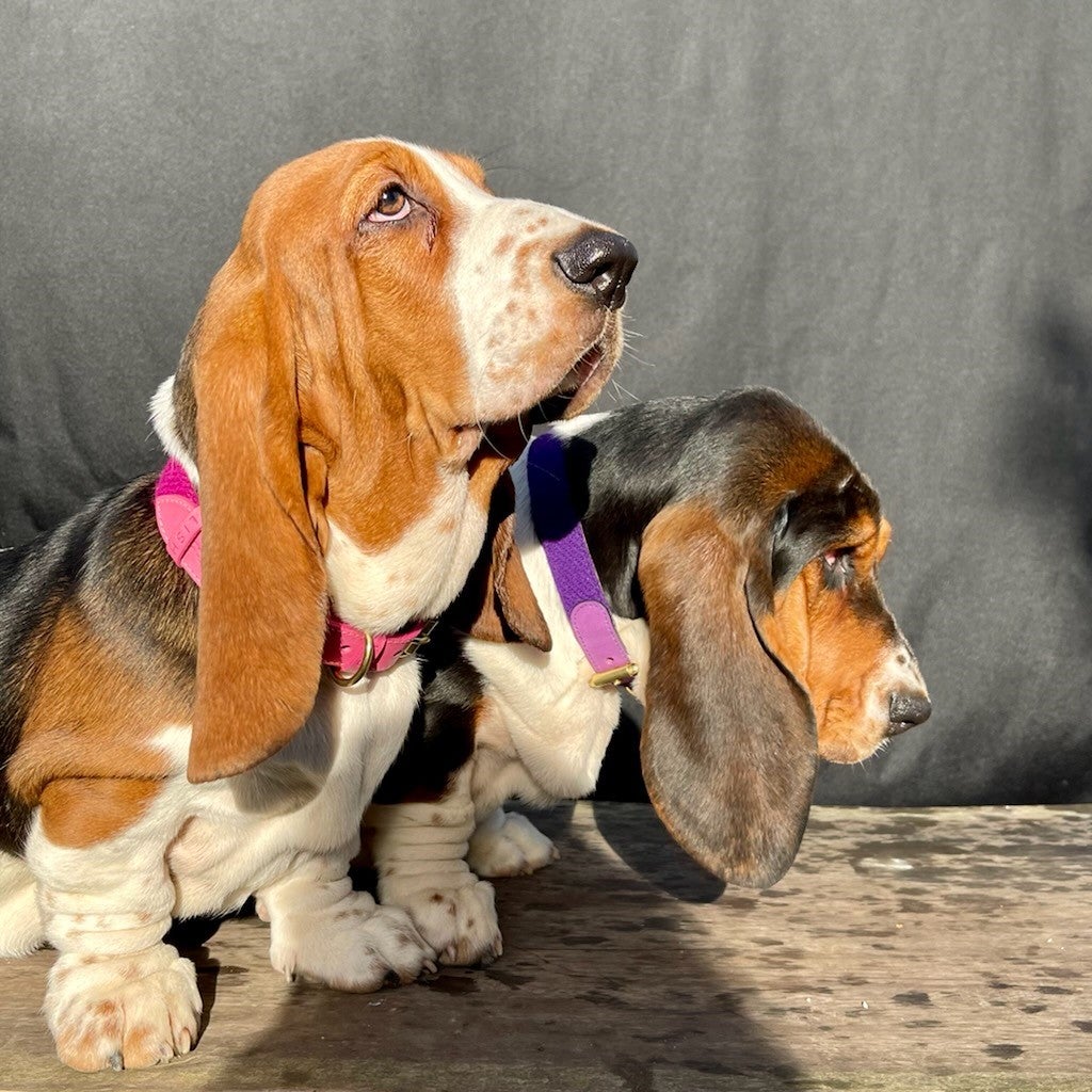 Two dogs proudly wear LISH collars 