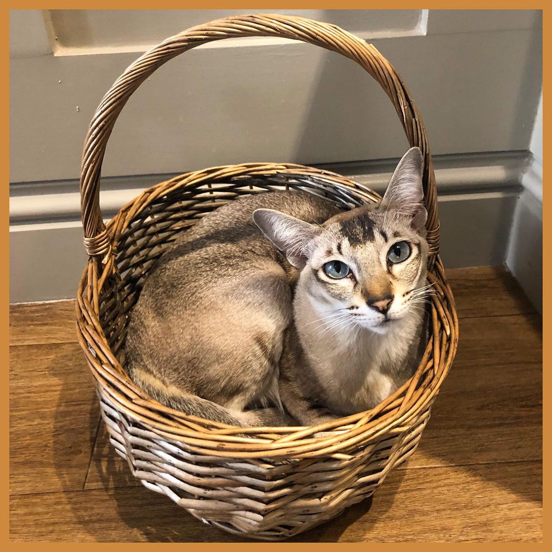 Another one of the cats from Whiskers and Cream sits in a basket 