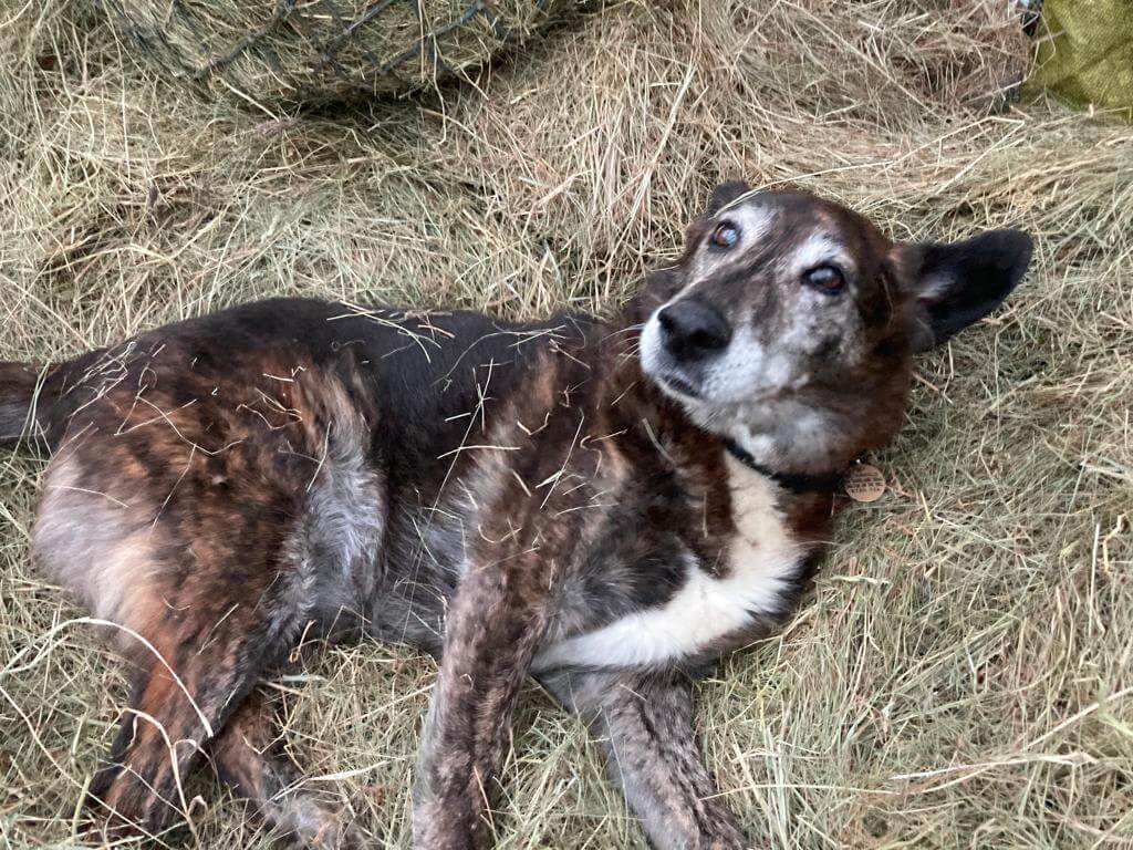 A brown dog with black patches lays down in hay after a long walk out 