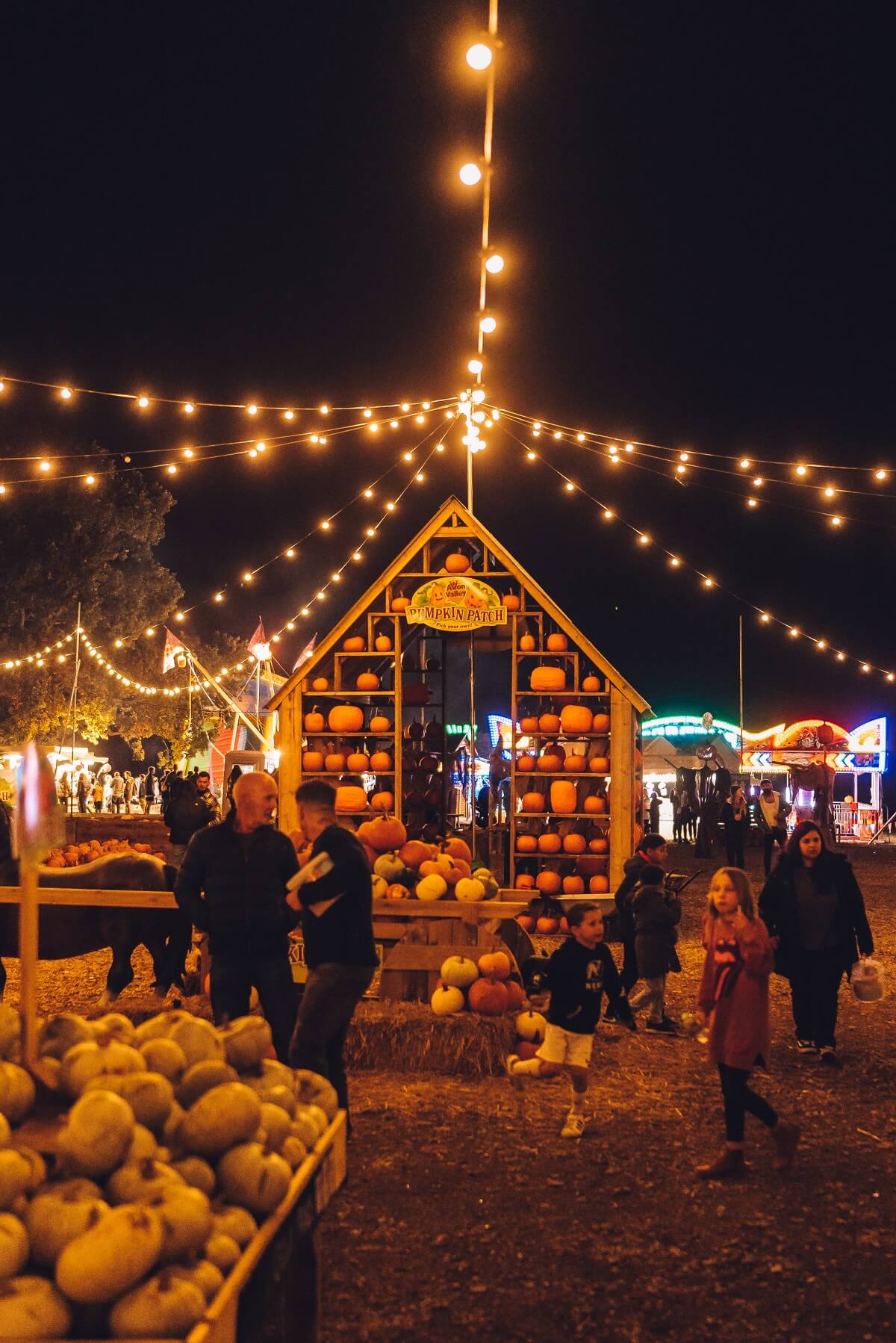 Avon Valley's pumpkin farm at night, decorated with fairy lights