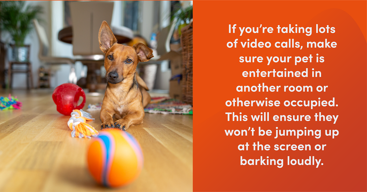 Small dog plays with orange ball. Text reads: "If you’re taking lots of video calls, make sure your pet is entertained in another room or otherwise occupied. This will ensure they won’t be jumping up at the screen or barking loudly."