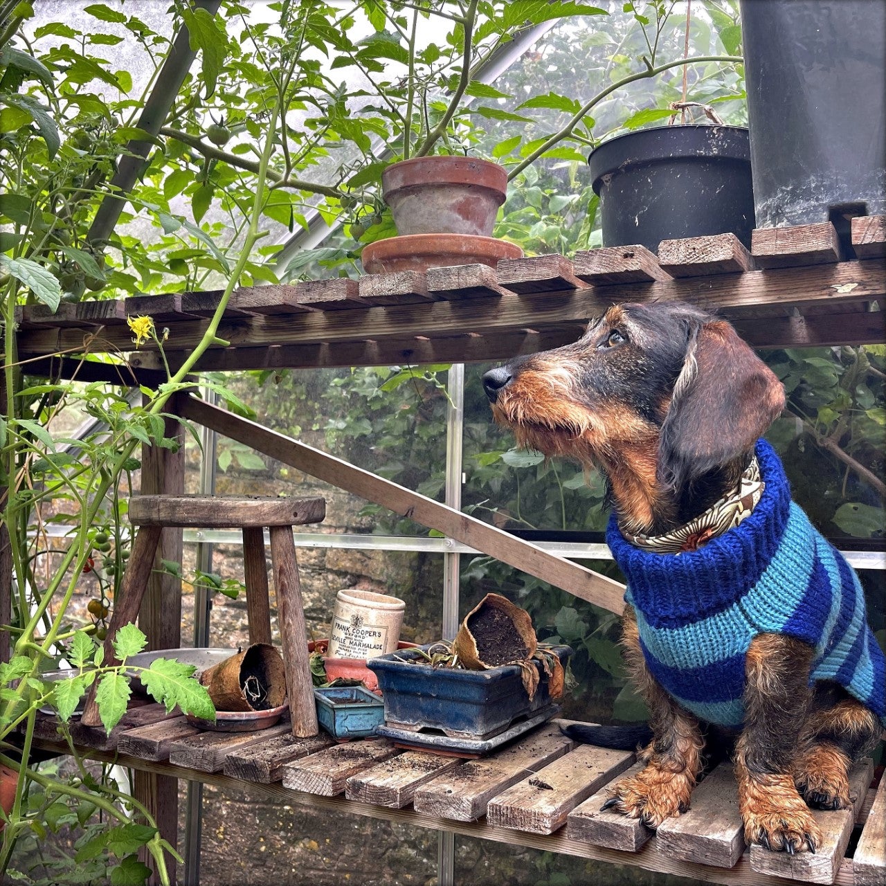 A dog models a blue LISH jumper 