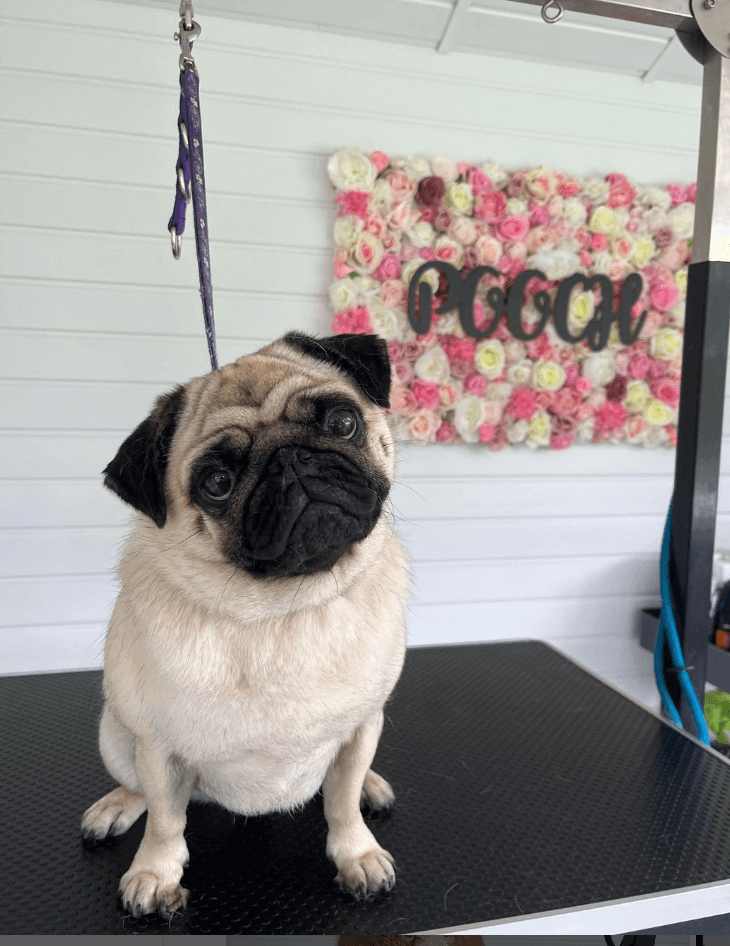 A pug looks happy after being groomed at The Pooch Lounge 