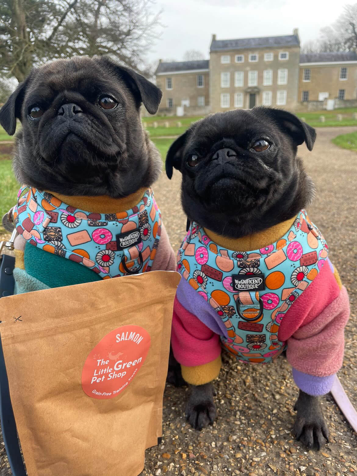 Two black pugs pose with a packet of treats from The Little Green Pet Shop.