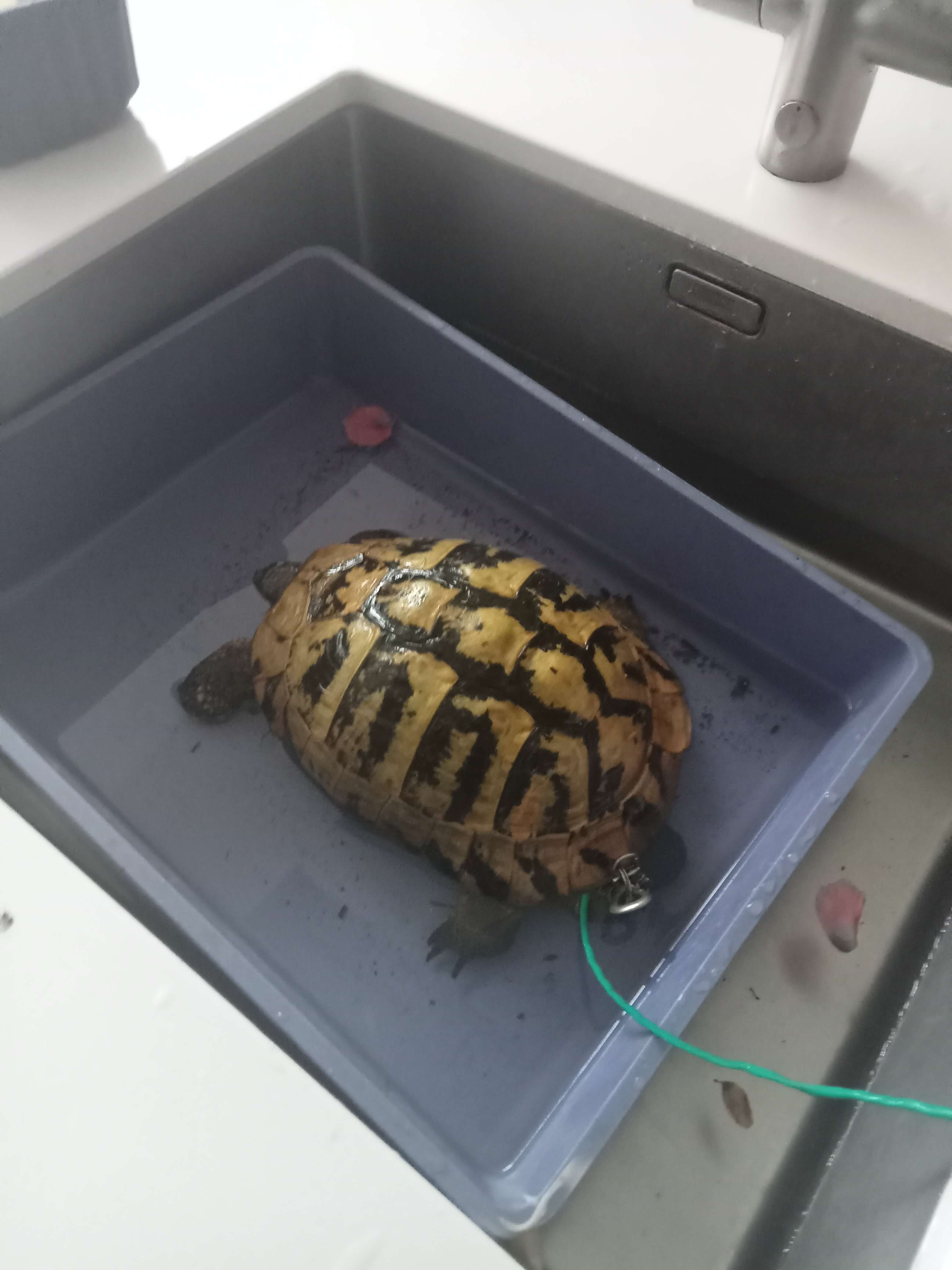 Jane pet-sitting a tortoise 