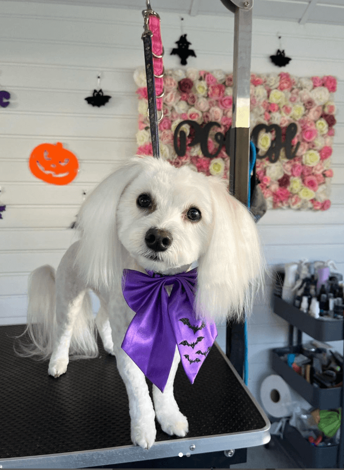 A white dog with floppy ears wears a purple bow after being groomed at The Pooch Lounge