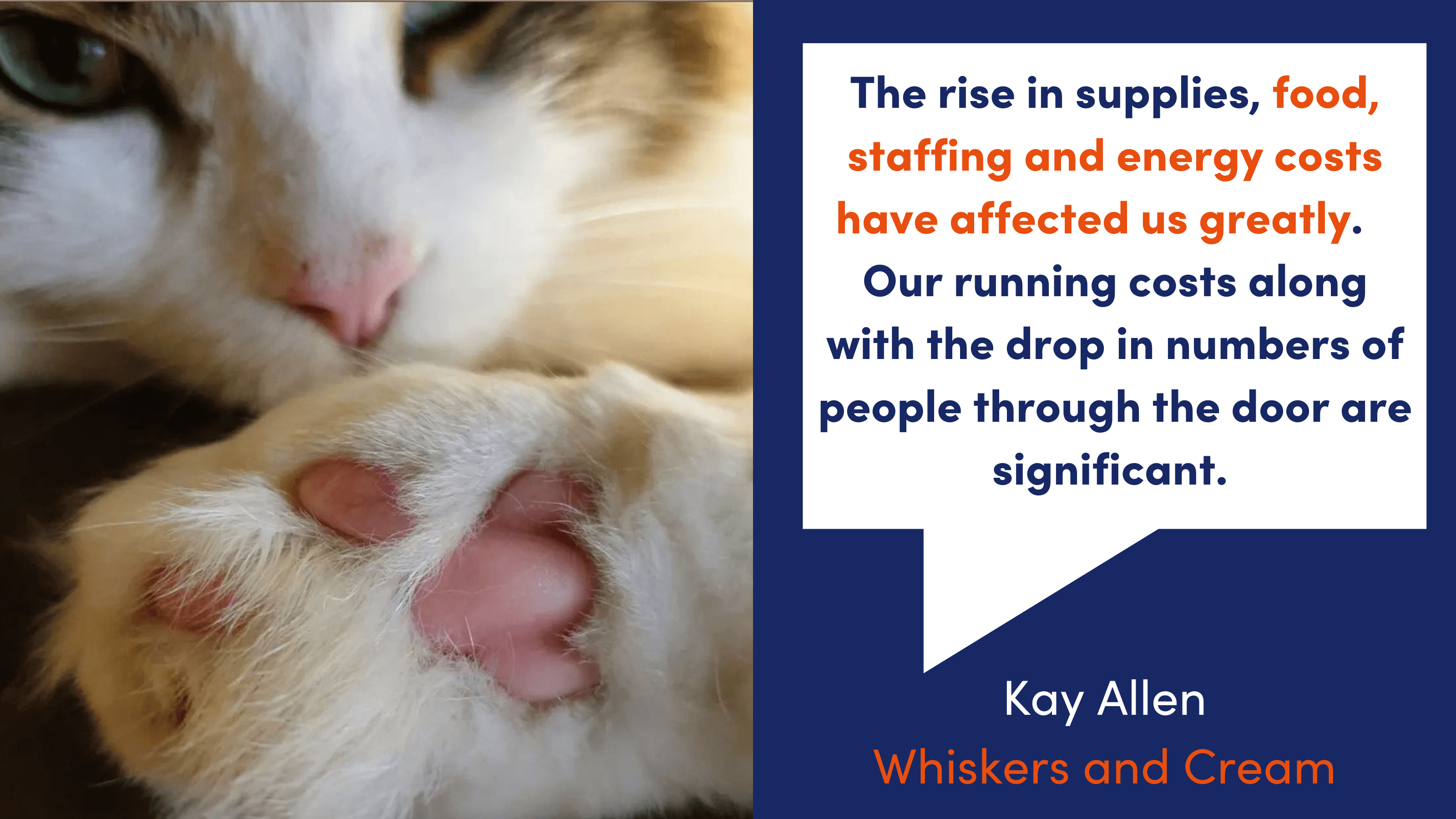 A cat lies down with a paw in front of its face. A quote from Kay Allen of Whiskers and Cream reads: "The rise in supplies, food, staffing and energy costs have affected us greatly.   Our running costs along with the drop in numbers of people through the door are significant."