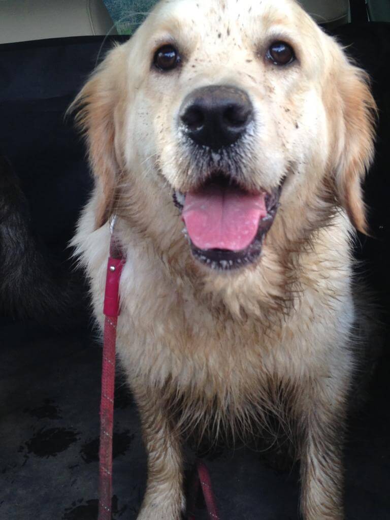 A muddy dog has enjoyed his walk with Jane
