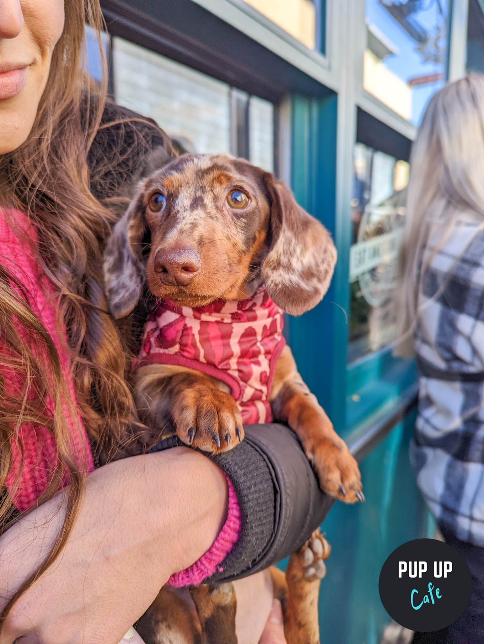 One of the sausage dogs attends the Pup Up Cafe wearing a red coat