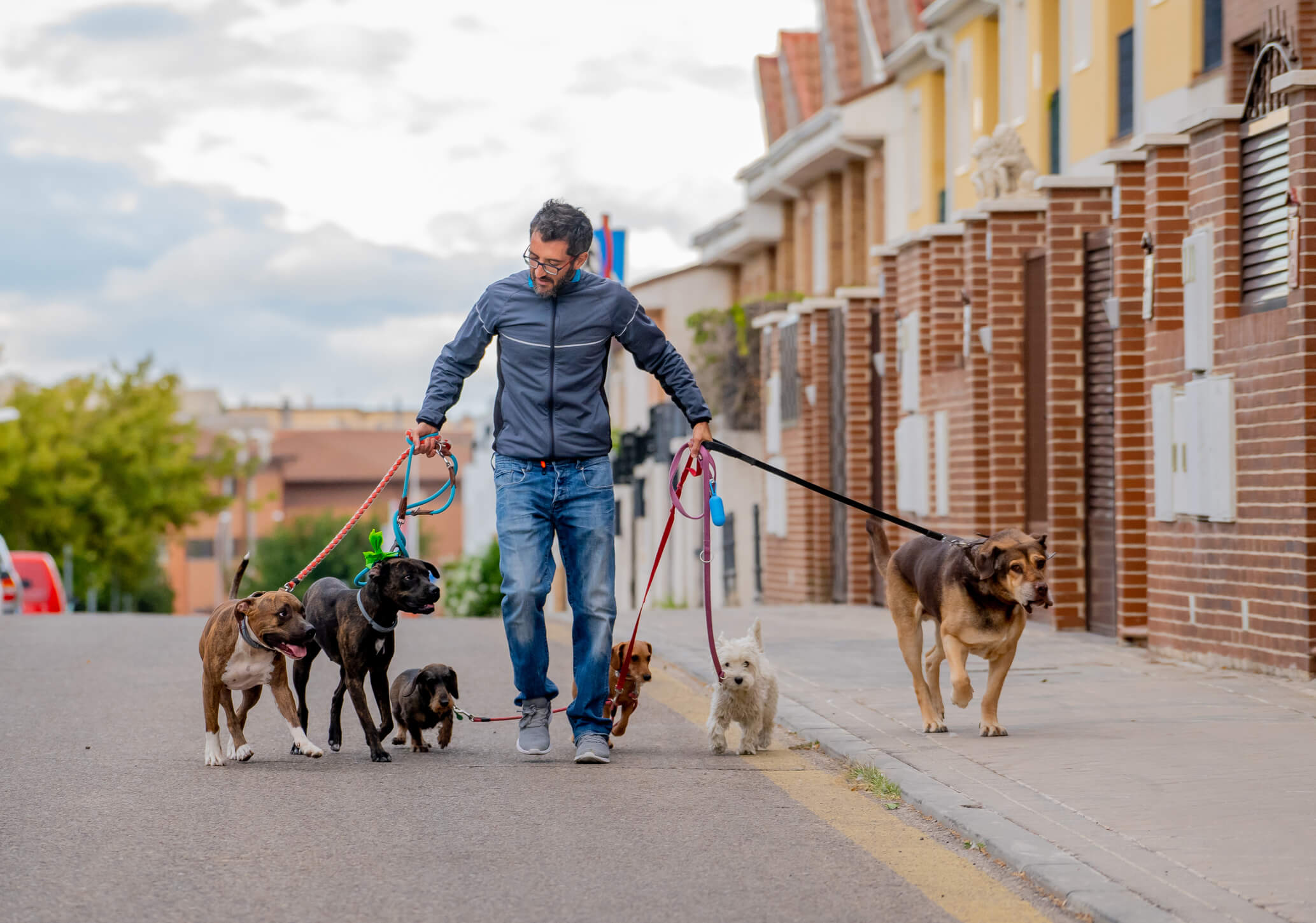 Male walking six dogs along a road
