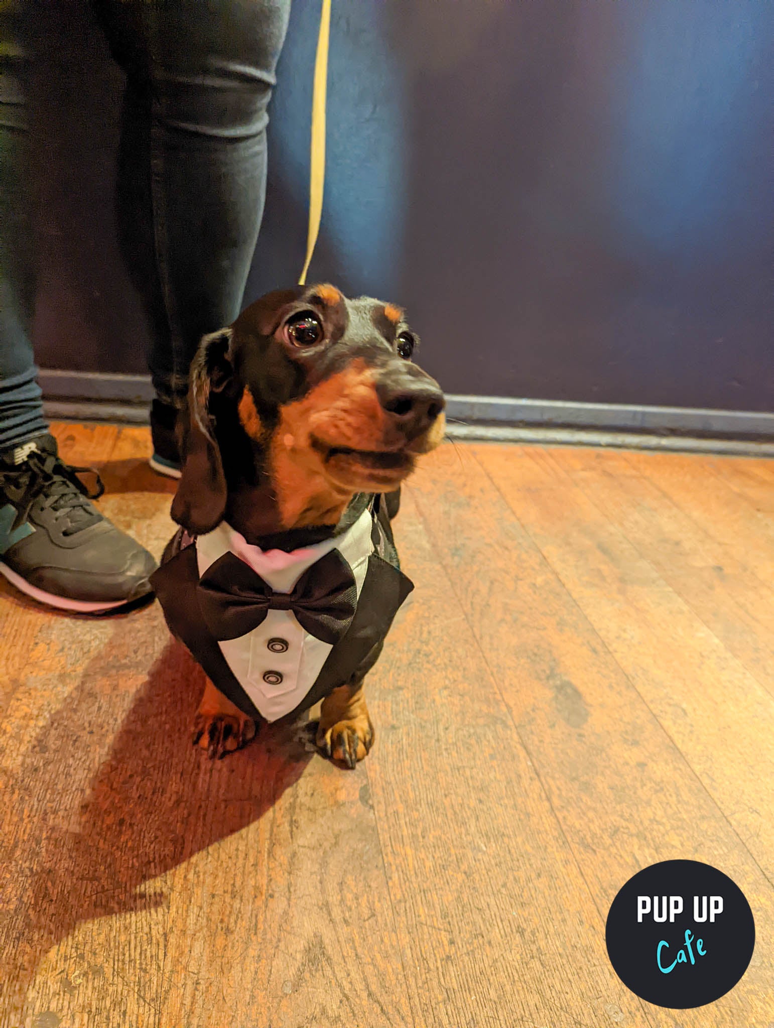 A sausage dog dressed in a bow tie enjoys the Pup Up Cafe