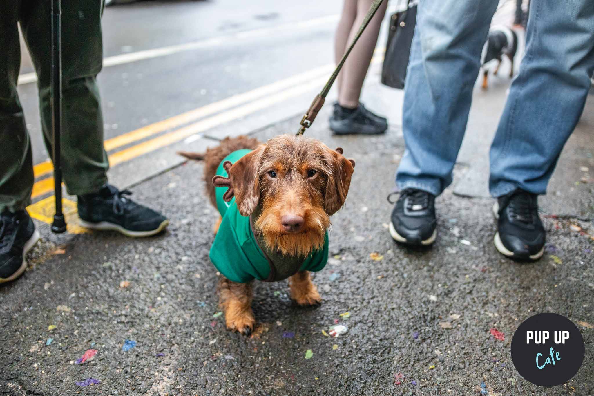 A dachshund in a green Christmas outfit waits to go into the event