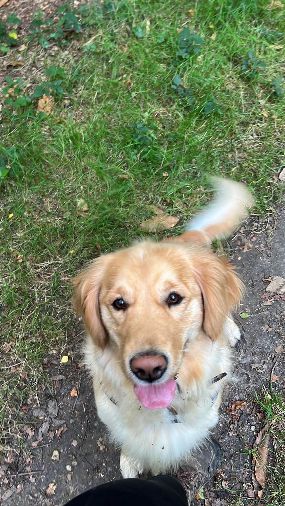 A happy dog out for a walk with Jane 