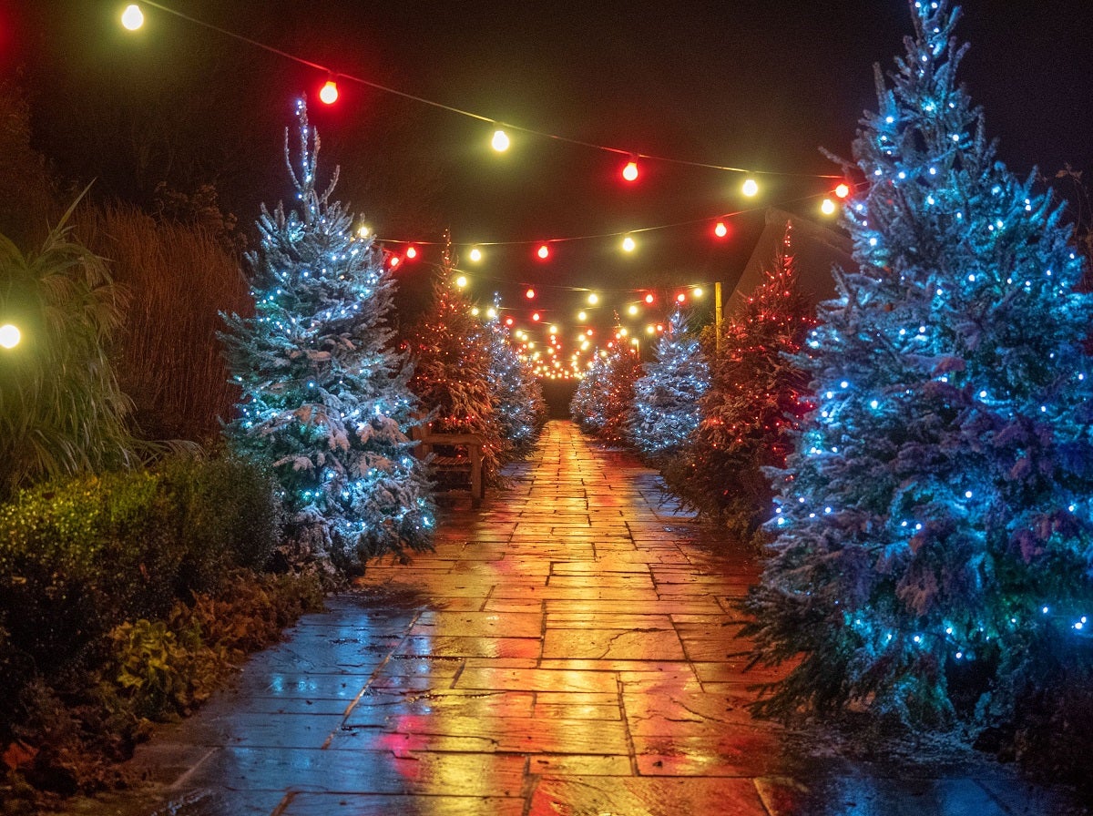 A path through the grounds of Hever Castle flanked by glittering blue Christmas trees