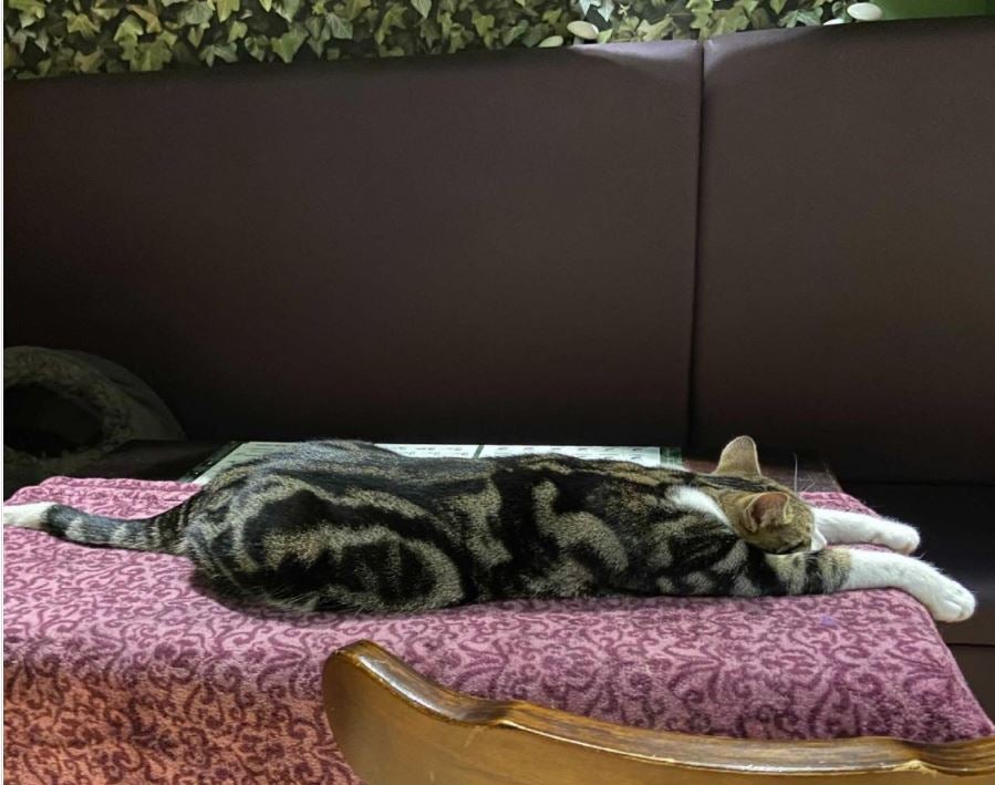 Cat stretched out on table at Lady Dinah's Cat Emporium