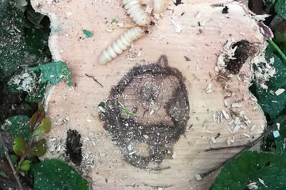 Larve di Anoplophora