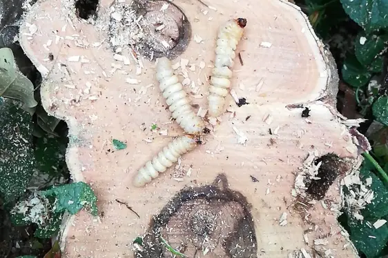 Larve di Anoplophora