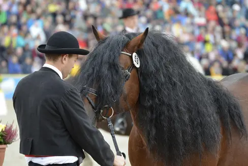 Hengstparade am Haupt- und Landgestüt Marbach (D) © Diana on Pixabay