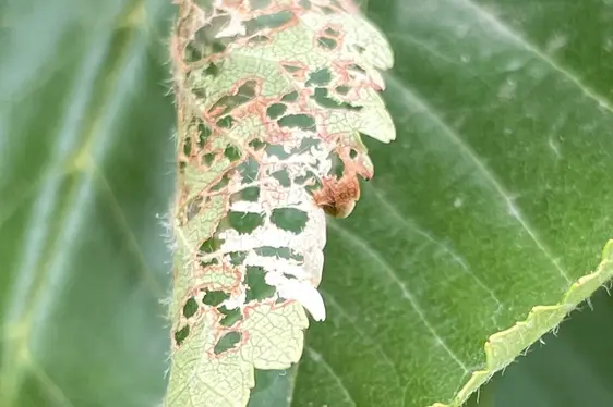 Esemplare adulto di Popilia japonica