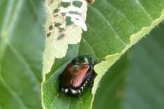 Adultes Exemplar des Japankäfers