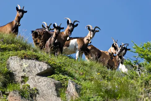 Ziegenherde im Gebirge © Landestierärztlicher Dienst
