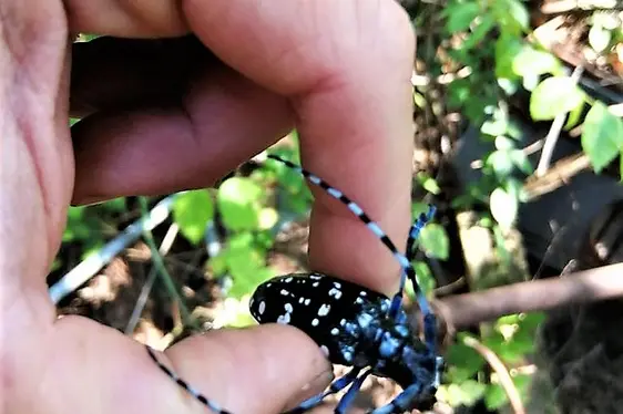 Esemplare adulto di Anoplophora
