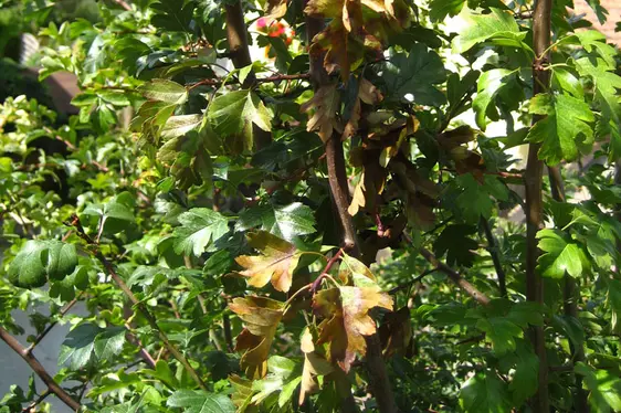 Sintomi su Biancospino