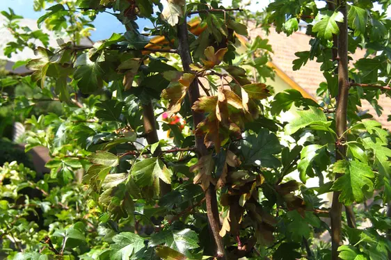 Befallener Weissdorn