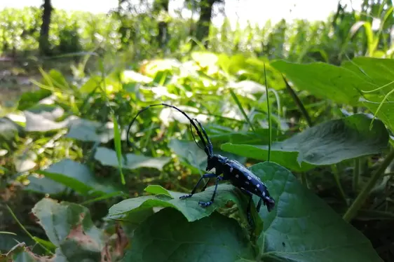 Esemplare adulto di Anoplophora