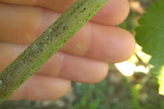 Schwarze ölige Pusteln