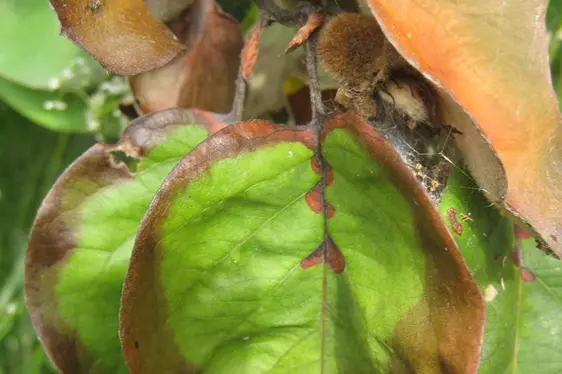 Rametto di Cotongno colpito