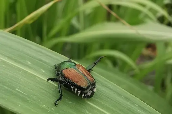 Ausgewachsenes Exemplar des Japankäfers