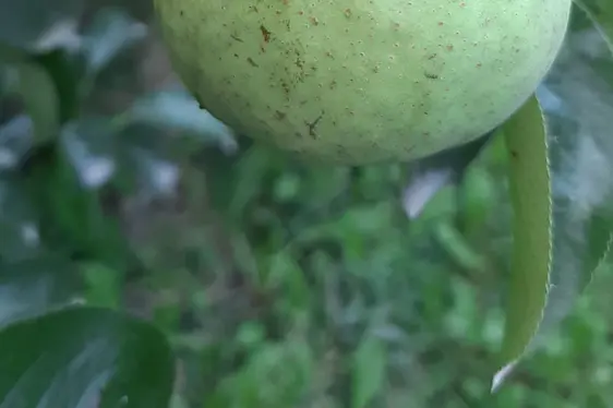 Infestazione di frutta su pero