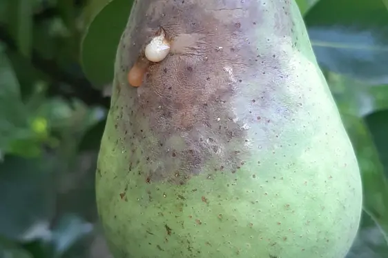 Befall an einer Birnenfrucht