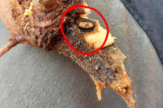 Anoplophora Ovideposizione