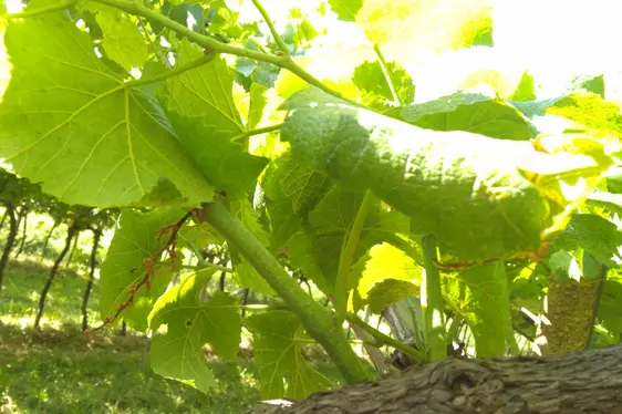 Abgestrobenes Geschein