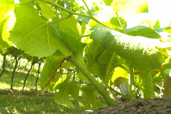 Abgestrobenes Geschein