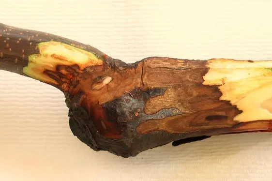 Scolorazione tipica sotto la corteccia