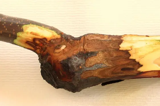 Typische Verfaerbung unterhalb der Rinde