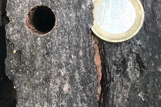 Foro circolare aperto di Anoplophora