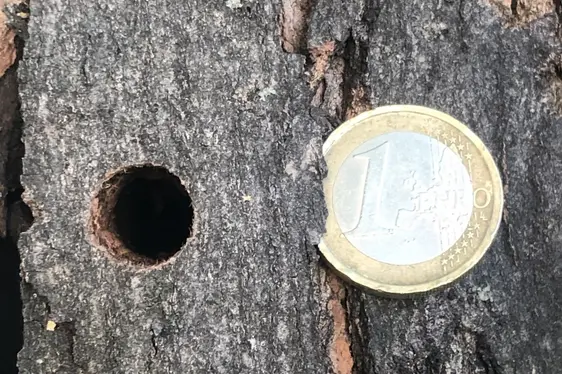 Foro circolare aperto di Anoplophora