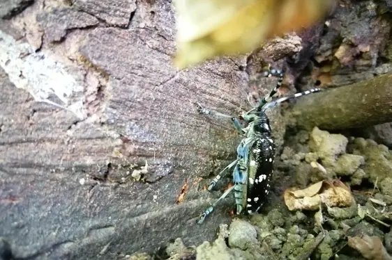 Esemplare adulto di Anoplophora